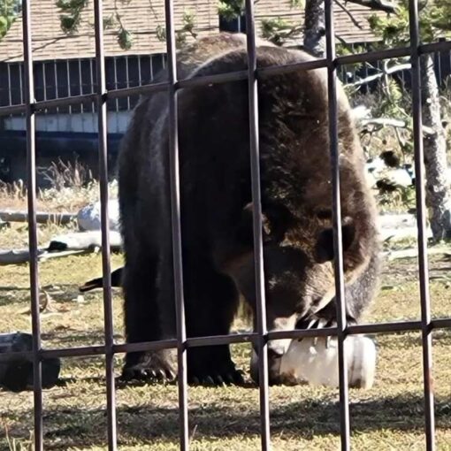 Grizzly bear testing for Grubcan bear canister