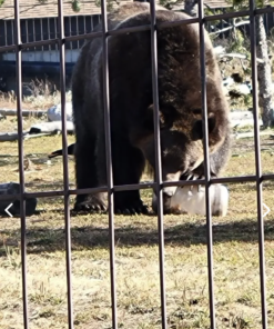 Bear testing for Grubcan canister